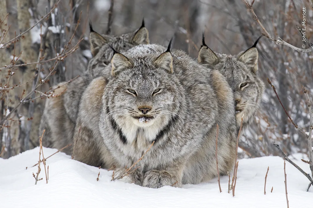 a lynx stands in the snow, staring into the camera, with two other lynx partially visible behind it